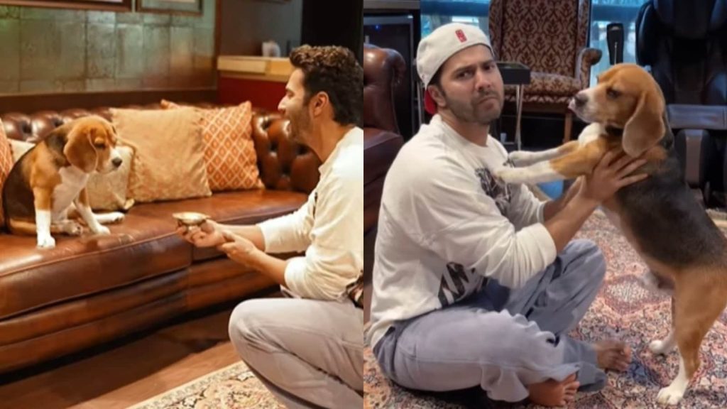 वरुण धवन ने एक वीडियो पोस्ट किया है जिसमें वह अपने कुत्ते की नजर उतारते और...