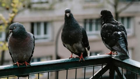 કબૂતરો ઘરની અટારીમાં આવે છે? દૂર રાખવા માટે આ પદ્ધતિઓનું પાલન કરો કબૂતરો ઘરની અટારીમાં આવે છે? દૂર રાખવા માટે આ પદ્ધતિઓનું પાલન કરો