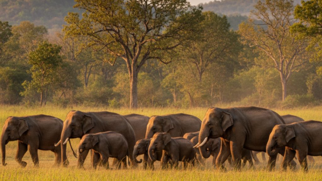 Jharkhand News: विश्रामपुर गांव के तीन ग्रामीण किसी काम से जंगल की ओर गए थे. देर रात...