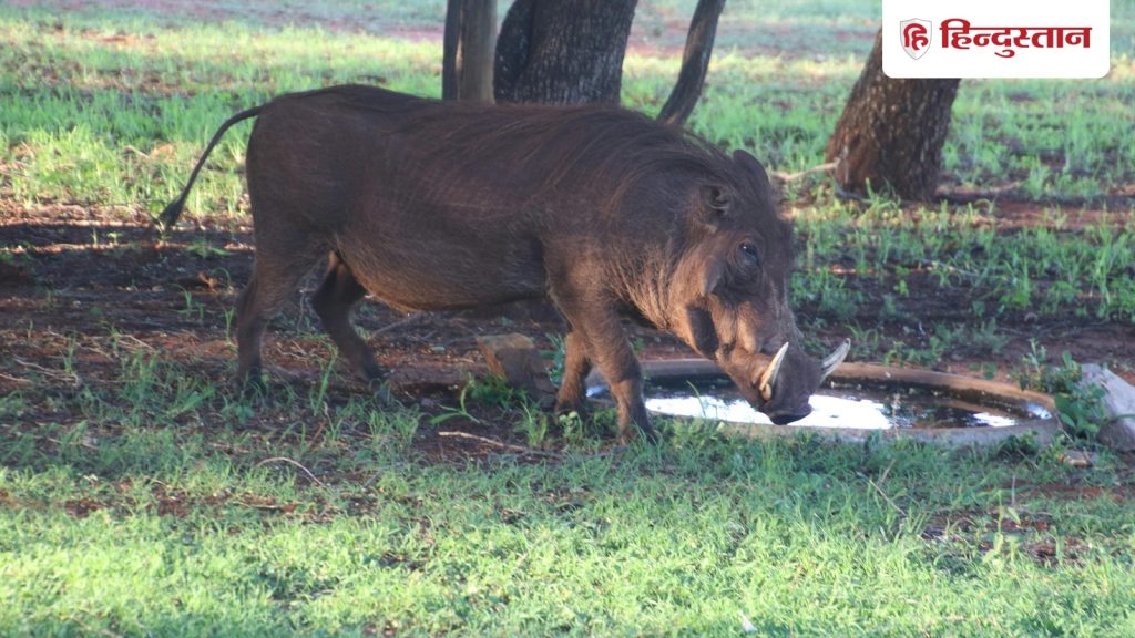 વાઇલ્ડ ડુક્કર માંસ: કેરળના પ્રધાન પ્રસાદે કહ્યું કે મારા મતે, ખેતરોમાં લોકોની હત્યા … wild boar meat: केरल के मंत्री प्रसाद ने कहा कि मेरी राय में, लोगों को खेतों में मारे...