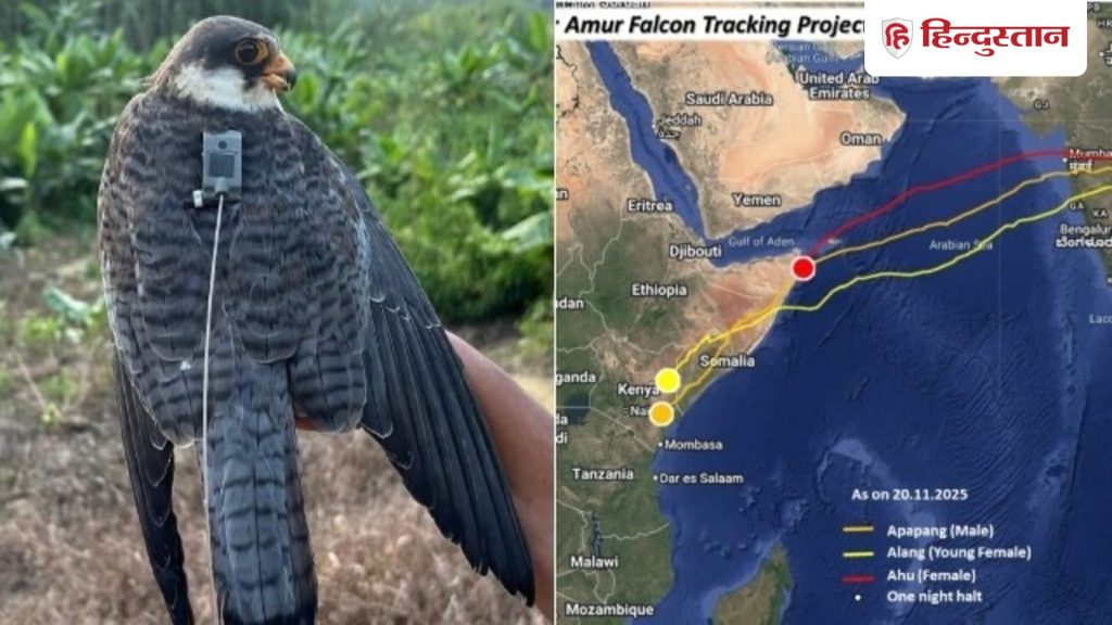 छह दिन, आठ घंटे, 6100 किमी नॉन स्टॉप; हैरान कर देगी बाज की यह उड़ान; जानें क्या है...