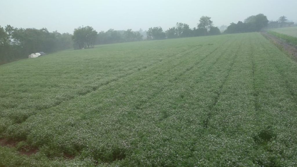 ચક્રવાતની અસરને કારણે ૧૮થી ૨૪ નવેમ્બરે ફરી વખત માવઠાની શક્યતા