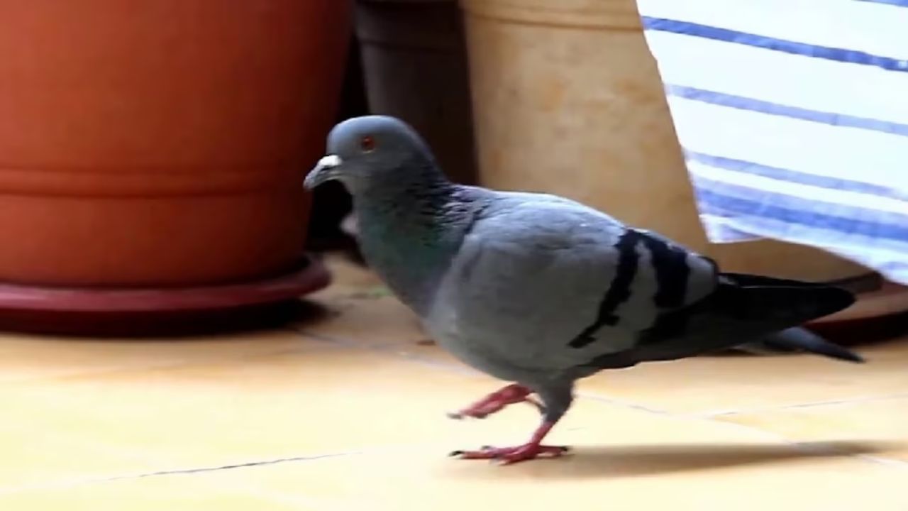 શુકન શાસ્ત્ર અનુસાર કબૂતરો દેવી લક્ષ્મીના ભક્ત છે. કબૂતરને ખૂબ જ શુભ માનવામાં આવે છે, પરંતુ કેટલીકવાર તે અશુભ સંકેત પણ લાવે છે. તમારા ઘરમાં માળો બનાવનાર કબૂતર ભવિષ્ય વિશે સંકેત આપે છે. આવો જાણીએ શુકનમાં કબૂતર સાથે જોડાયેલા શુભ અને અશુભ સંકેતો વિશે.