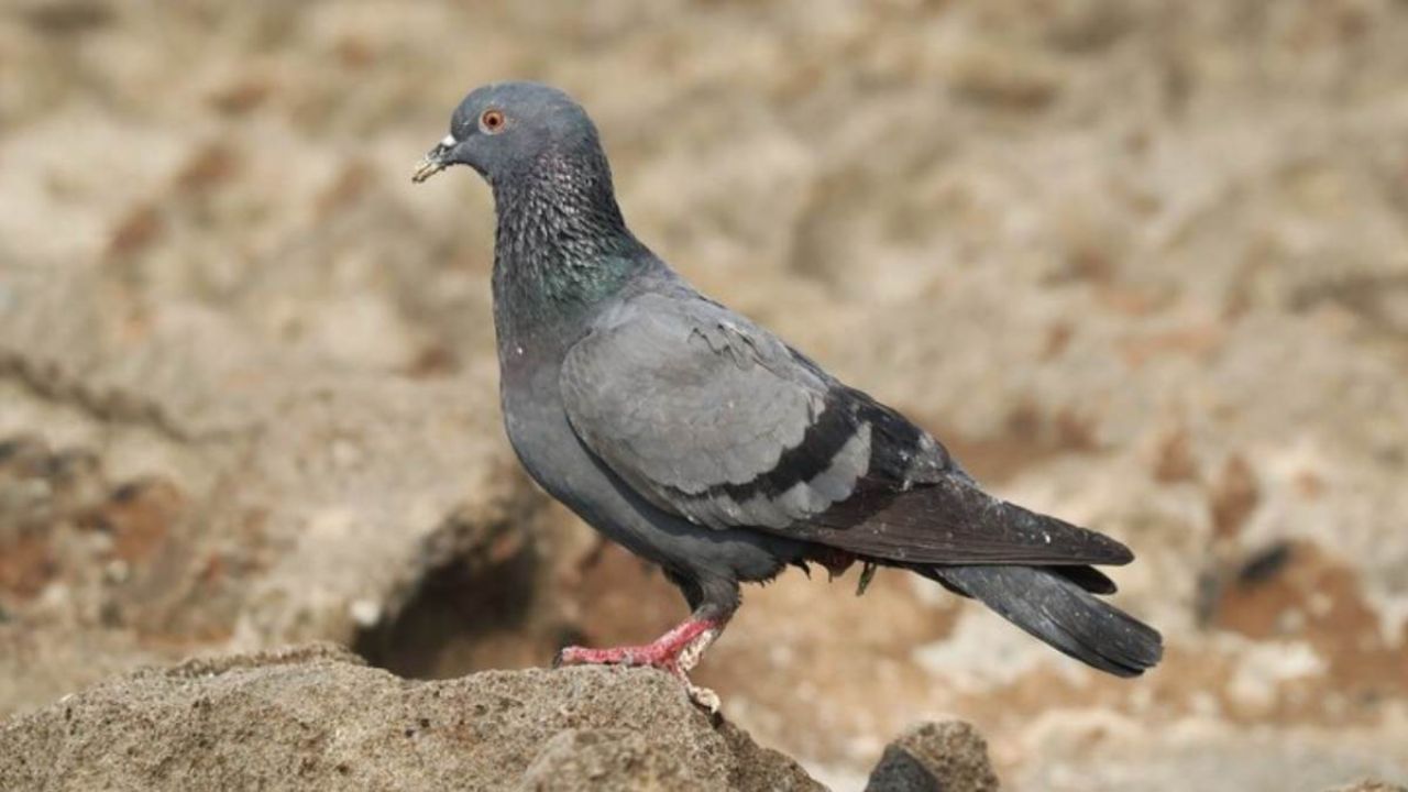 કબૂતર સાથે અનેક શુભ અને અશુભ સંકેતો જોડાયેલા છે. જ્યોતિષ શાસ્ત્ર અનુસાર કબૂતરોને ખવડાવવાથી તમારી કુંડળીમાં ગુરુ અને બુધની સ્થિતિ મજબૂત બને છે. જો કબૂતર વારંવાર તમારા ઘરે આવે તો તેનાથી સકારાત્મક ઉર્જા વધે છે.