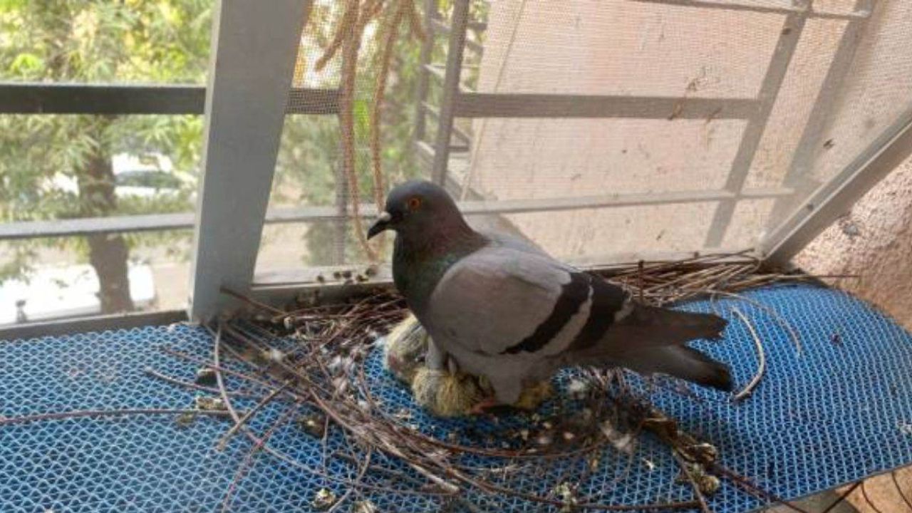 ભવિષ્યકથન અને જ્યોતિષ બંનેમાં કબૂતરને શુભ માનવામાં આવે છે. પરંતુ ઘરમાં કબૂતરનો માળો બનાવવો શુભ માનવામાં આવતો નથી. એવું કહેવાય છે કે ઘરમાં કબૂતરનો માળો દુર્ભાગ્ય સૂચવે છે. તેનાથી પરિવારના સભ્યોની આર્થિક સ્થિતિ પર અસર પડે છે.