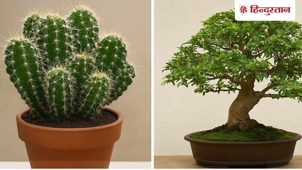 घर में न लगाएं ये 5 पौधें, माना जाता है...