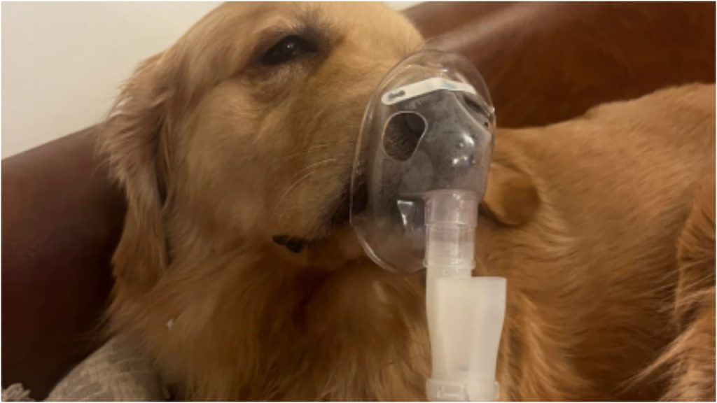 इंसानों की तो छोड़िए दिल्ली में जानवर भी जहरीली हवा की चपेट में, कुत्ते को नेबुलाइजर देने की तस्वीर हुई वायरल | Delhi bad AQI air quality index level pollution Dogs are using...