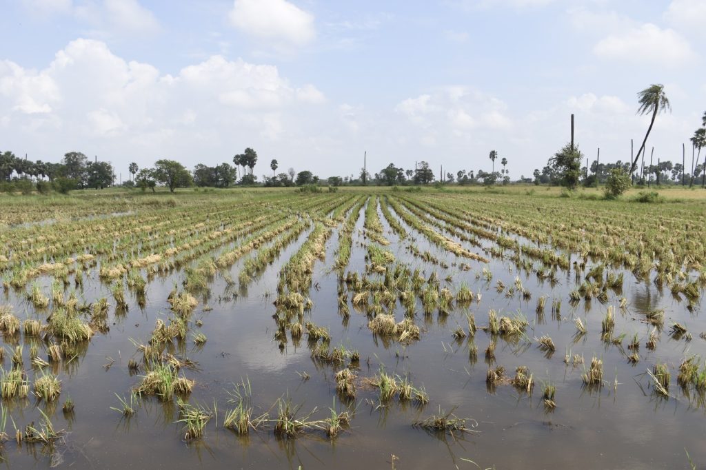 ઓલપાડ તાલુકાના સેલુત અને ભાંડુત ગામે ખેતરમાં પાકને થયેલા નુકસાનીનો તાગ...