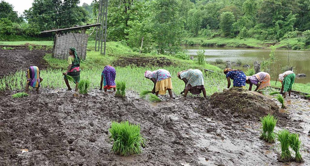 ખેડૂતોનો ખરીફ પાક નિષ્ફળ જતાં સાંસદે મુખ્યમંત્રી પાસે તાત્કાલિક રાહત...
