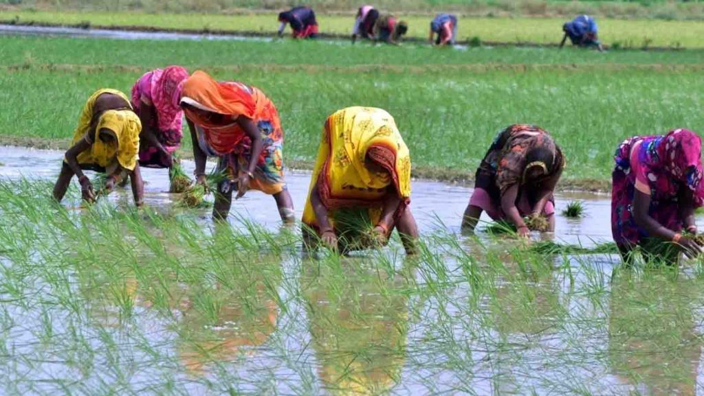 33 જિલ્લાના 251 તાલુકાના 16,500થી વધુ ગામોના ખેડૂતોને થયેલા પાક નુકસાનનો સર્વે 5100...