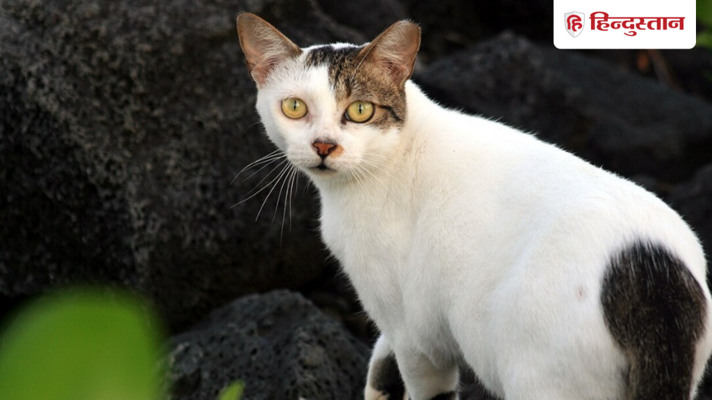 બિલાડીઓના આતંકથી પરેશાન આ દેશ, હવે 25 લાખ મારવાની તૈયારીઓ; સરકારે બનાવેલ… बिल्लियों के आतंक से परेशान हुआ यह देश, अब 25 लाख को मारने की तैयारी; सरकार ने बनाई...