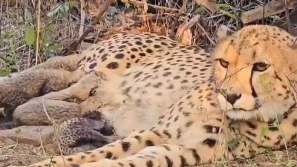 भारत के संरक्षण प्रयासों को बड़ी सफलता मिली है, जहां भारतीय मूल की मादा...