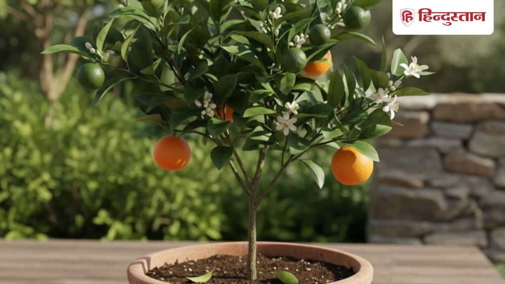 फेंगशुई टिप्स: घर में इस पौधे को लगाने से खुलता है किस्मत का ताला, बस ना करें ये...