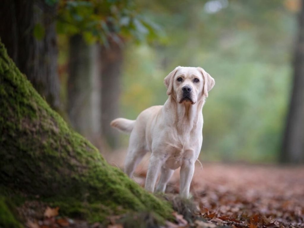 घर के बाहर रात में कुत्ते का रोना अपशकुन क्यों माना जाता है? जानिए इसके बारे में...