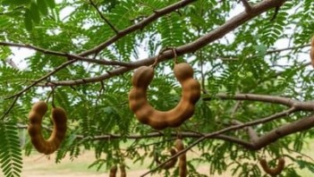 પોસ્ટ્સ