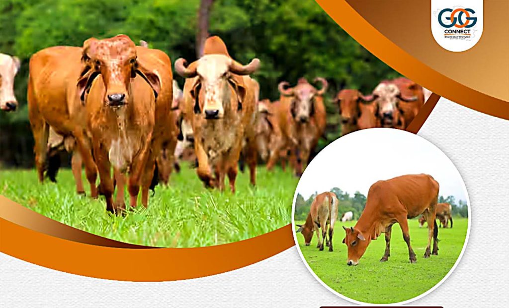 વડનગરમાં દેશના પ્રથમ ભવ્ય વૃંદાવન ગૌચર પાર્કના નિર્માણની તૈયારી,...