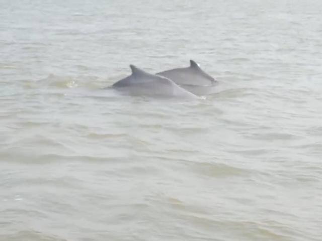 ઉના તાલુકા અહેમદપુર માંડવી બીચ ઉપર ડોલ્ફિનનું આગમન ઉના તાલુકા અહેમદપુર માંડવી બીચ ઉપર ડોલ્ફિનનું આગમન