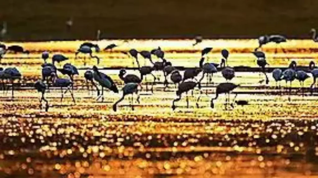 ૫ લાખ પક્ષીઓના વસવાટ ‘નડાબેટ’ને ‘રામસર’ જાહેર કરાતો નથી