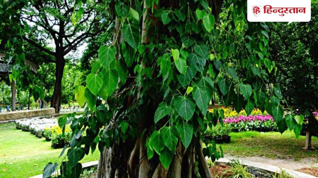 Hindu Dharm: पीपल के पेड़ की पूजा करने से क्या होता...