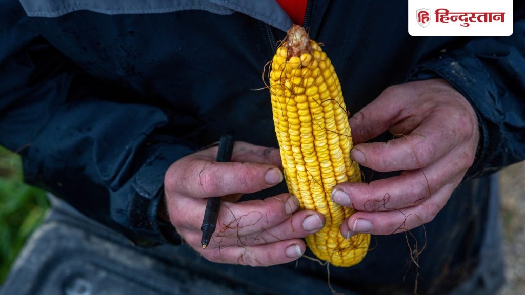 'सूअर के मल से उगा मक्का खा रहे बांग्लादेशी', अमेरिका से आयात पर क्यों उड़ रहा...