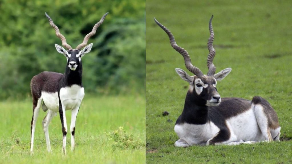 जमशेदपुर के टाटा जू में ब्लैकबकों की रहस्यमयी मौतों से मचा हड़कंप, एक हफ्ते में 10 की गई जान | Mysterious Infection Suspected in Jamshedpur tata Zoo Blackbucks Die High Alert After Sudden...