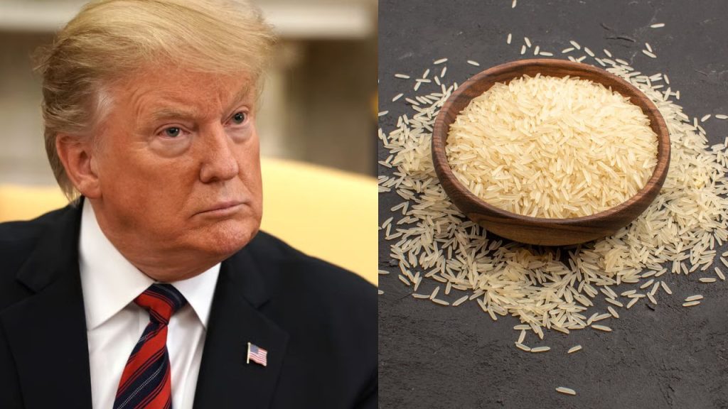 टेक्समती को पछाड़कर अमेरिका के बाजारों में छाया भारत का बासमती चावल, बौखलाए ट्रंप ने दी टैरिफ की चेतावनी | Indias Basmati rice dominates US markets surpassing Texmati donald Trump warns of...
