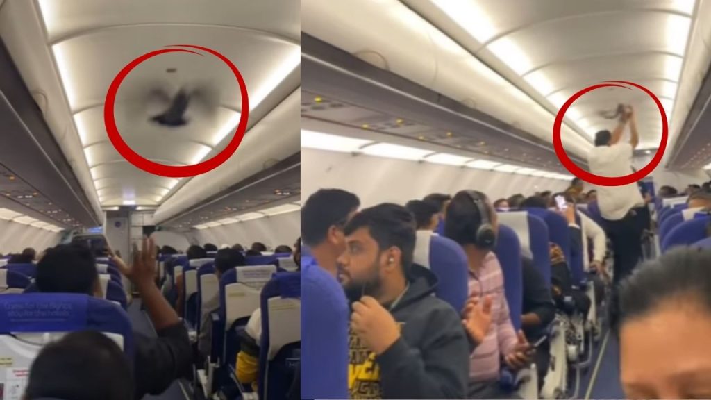 IndiGo फ्लाइट के अंदर कबूतर ने तूफानी एंट्री, जमकर काटा वबाल, यात्रियों ने वीडियो बनाकर किया...