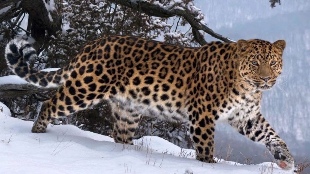 उत्तराखंड में हिमालयी भालू और तेंदुओं का बढ़ता खौफ, वन विभाग ने छात्रों के सुरक्षा के लिए किए ये इंतजाम | Forest Department to Escort Schoolchildren Rising Threat himalayan bear leopard Wildlife...