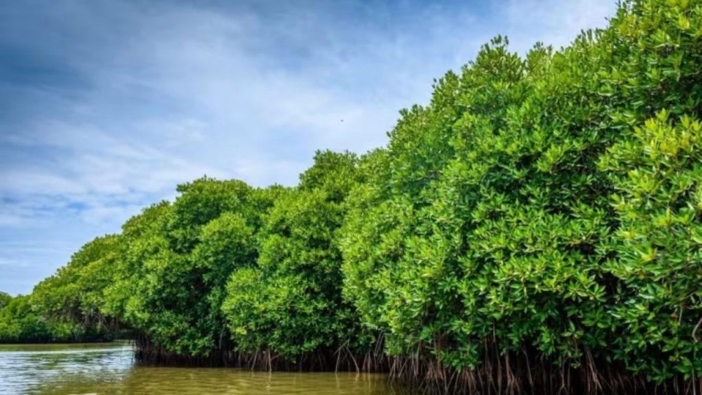 कैसे गायब हुए भंगादूनी और जम्बूद्वीप द्वीप? अब इन बड़े शहरों पर मंडरा रहा अस्तित्व का खतरा | How the Bhanga Duni and Jambudwip islands...