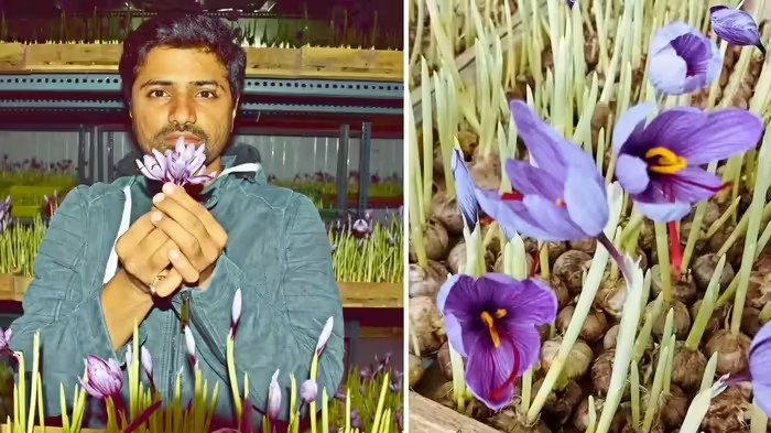Saffron Cultivation in Gujarat: ગુજરાતમાં 'કાશ્મીરી કેસર'ની ખેતી: વડોદરાના આ કપલે એડવાન્સ્ડ ટેકનિકથી કમાલ કરી! ₹800 પ્રતિ ગ્રામનો ભાવ! – Saffron Cultivation In Gujarat – Newz… Saffron Cultivation in Gujarat: ગુજરાતમાં 'કાશ્મીરી કેસર'ની ખેતી: વડોદરાના આ કપલે એડવાન્સ્ડ ટેકનિકથી કમાલ કરી! ₹800 પ્રતિ ગ્રામનો ભાવ! - Saffron Cultivation In Gujarat - Newz...