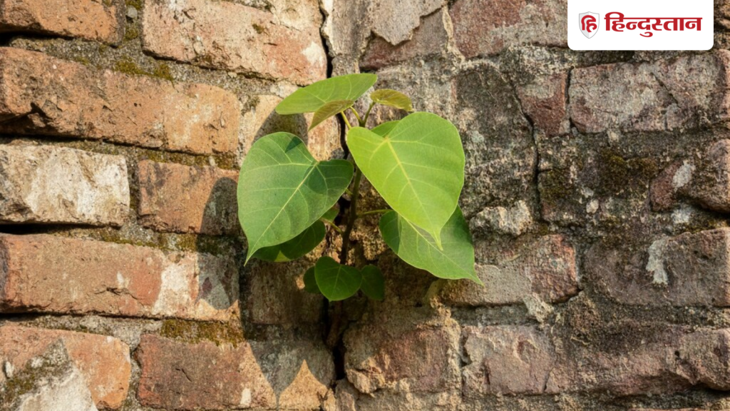 घर में पीपल उगने पर क्या करें? जानें क्या घर में पीपल का उगना अशुभ संकेत है या...