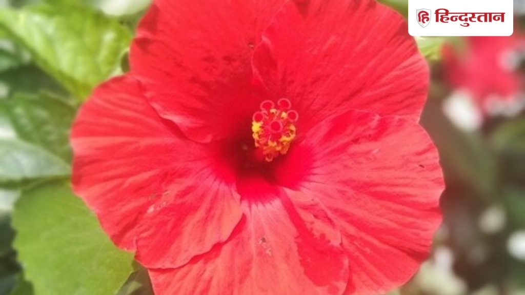 बुधवार को गुड़हल के फूल से करें ये उपाय, मां दुर्गा की कृपा से धन-धान्य में होगी...