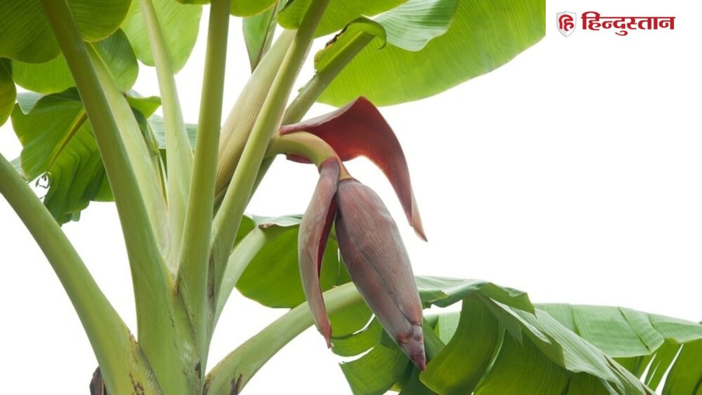 केले के पत्ते से करें ये उपाय, संतान प्राप्ति के साथ ही वैवाहिक जीवन में बढ़ जाएंगी...