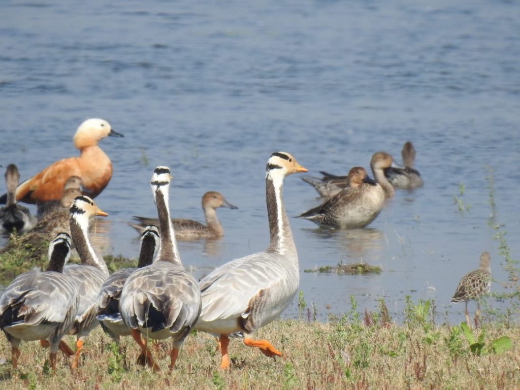યાયાવર સહિત સ્થાનિક પક્ષીઓ માટે ગુજરાત પસંદગીનું રાજ્ય