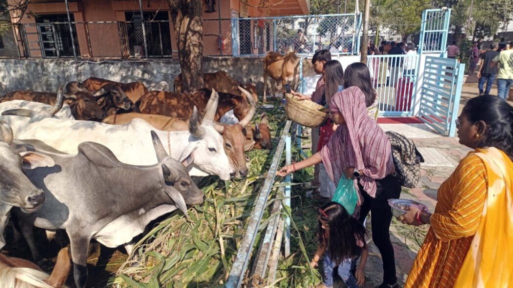 ભરૂચના પાંજરાપોળ ખાતે ભક્તો ગાયને ઘાસચારો ખવડાવી શકે તે માટે વિશેષ આયોજન… ભરૂચના પાંજરાપોળ ખાતે ભક્તો ગાયને ઘાસચારો ખવડાવી શકે તે માટે વિશેષ આયોજન...