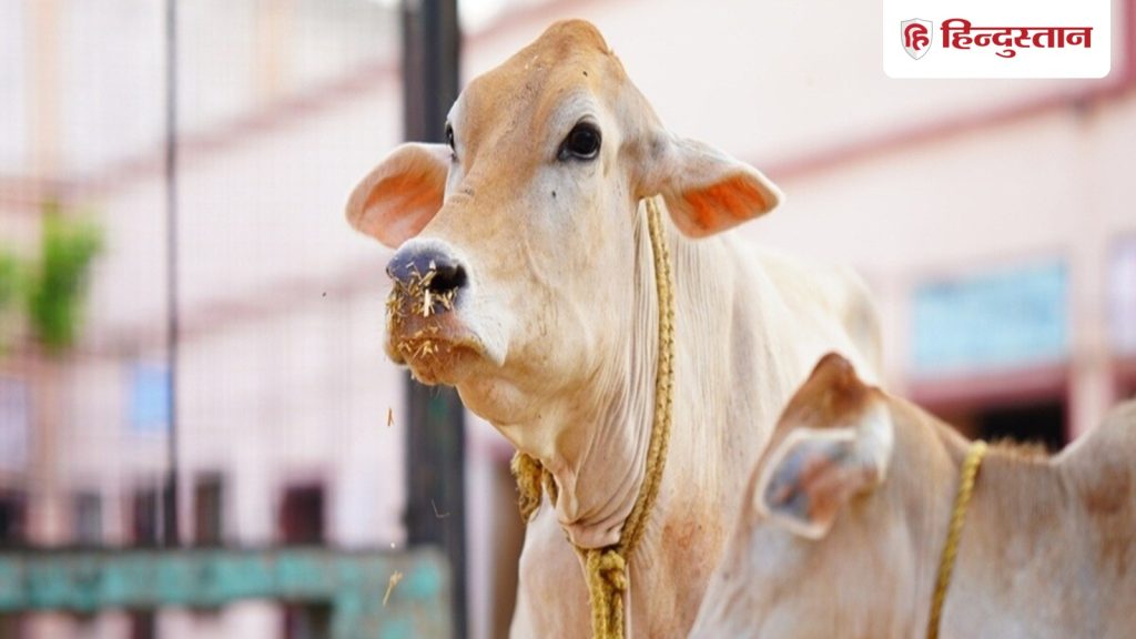 गाय को रोज खिलाएं ये चीजें, सूर्य देव के आशीर्वाद से मिलेगी...