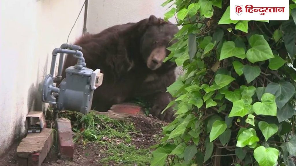 घर के नीचे एक महीने से बैठी थी 'मौत',जद्दोजेहद के बाद रेस्क्यू टीम ने निकाला भारी-भरकम...