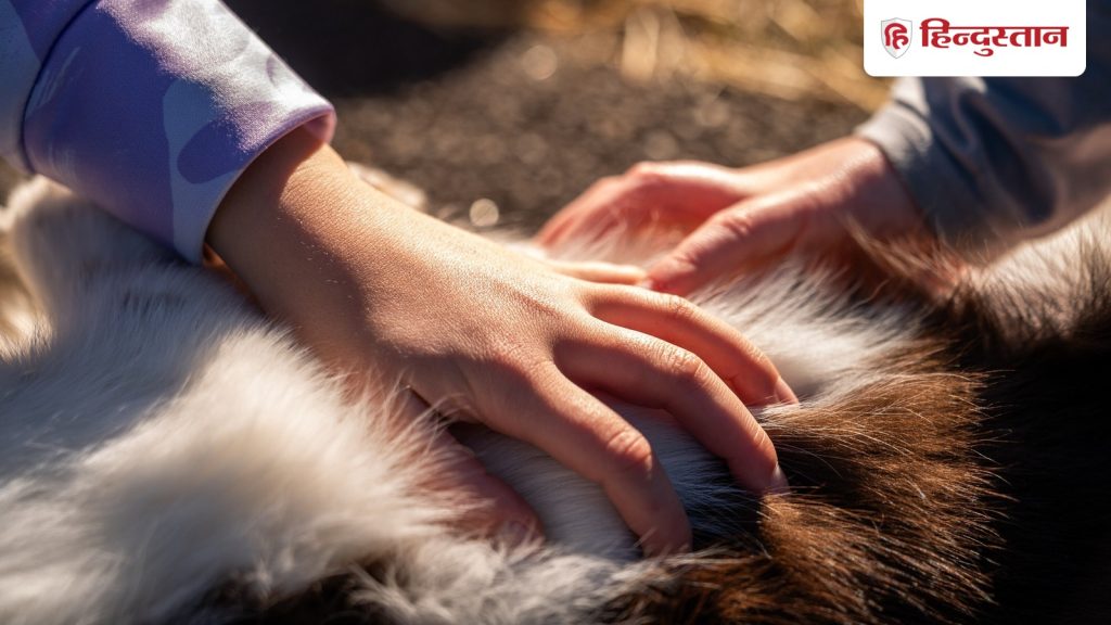 ટોમીના માલિકો માટે આ માહિતી જાણવી જરૂરી છે, નહીં તો આવું થઈ શકે છે… टॉमी मालिकों के लिए ये जानकारी जानना जरूरी है, नहीं तो हो सकती है...