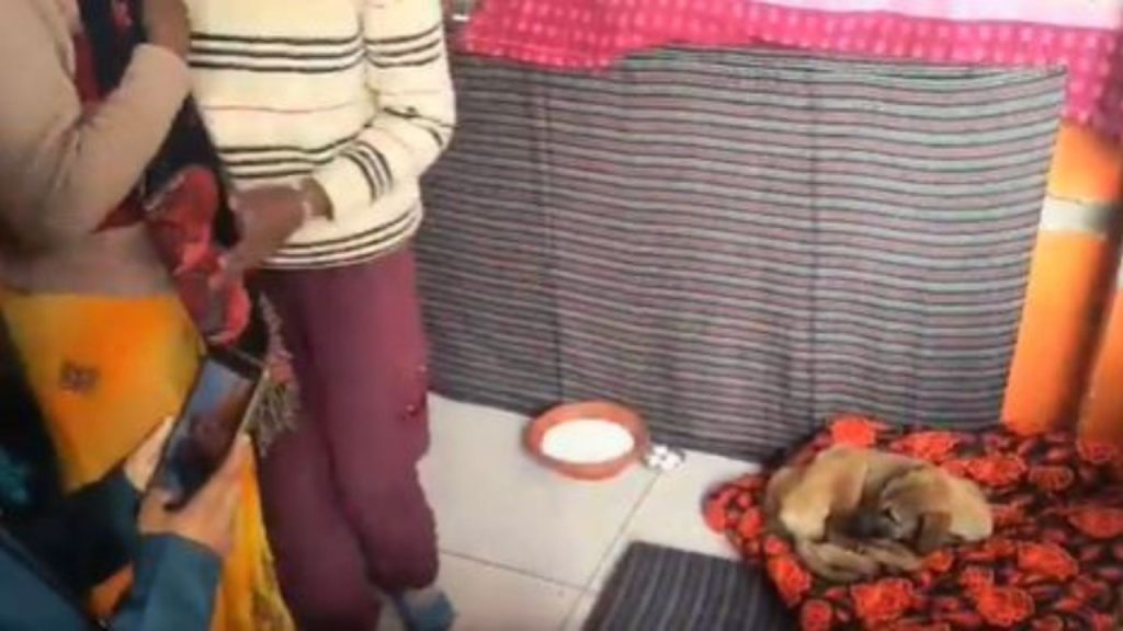 36 घंटों से हनुमान मूर्ति की परिक्रमा कर रहा कुत्ता पड़ा बीमार, डॉक्टर कर रहे इलाज; देखें वीडियो | Dog Falls Ill After Circling around Hanuman statue in bijnor uttar...