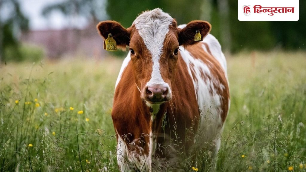 रोजाना गाय को खिलाएं सूर्य से जुड़ी ये चीजें, हर काम में मिलेगी...
