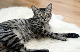 પોસ્ટ્સ