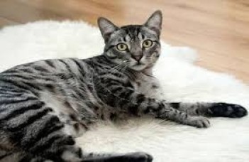 પોસ્ટ્સ