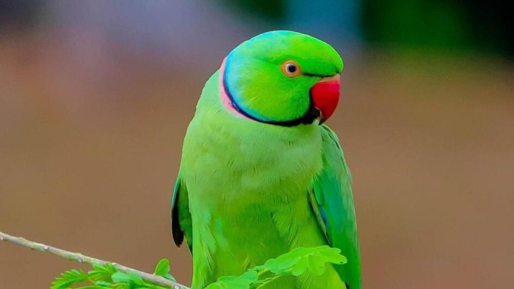 मध्य प्रदेश में 150 तोतों की मौत से मचा हड़कंप, फूड पॉइजनिंग की आशंका | Narmada river around 150 parrots found dead food poisoning...