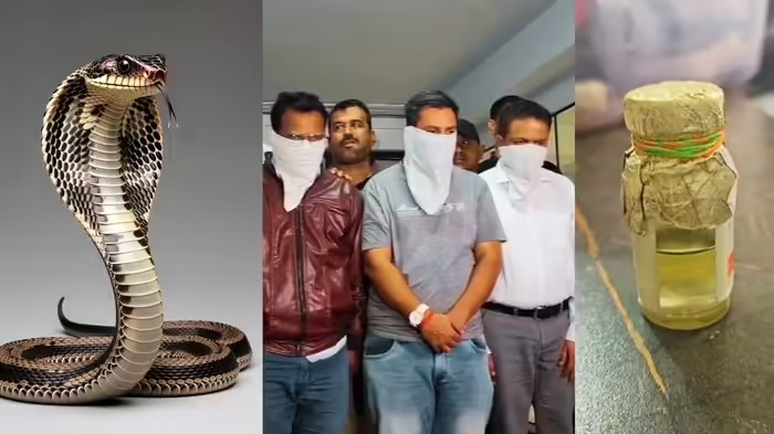 Cobra Venom Smuggling Surat: સુરતમાં મેરેજ બ્યુરોની આડમાં 'ઝેર' નો વેપાર: કરોડોના કોબ્રા વેનમ સાથે ૭ શખ્સો ઝડપાયા, શું હાઈ-પ્રોફાઈલ રેવ પાર્ટીઓમાં થતો હતો નશાનો ખેલ? – Cobra Venom Smuggling Surat… Cobra Venom Smuggling Surat: સુરતમાં મેરેજ બ્યુરોની આડમાં 'ઝેર' નો વેપાર: કરોડોના કોબ્રા વેનમ સાથે ૭ શખ્સો ઝડપાયા, શું હાઈ-પ્રોફાઈલ રેવ પાર્ટીઓમાં થતો હતો નશાનો ખેલ? - Cobra Venom Smuggling Surat...