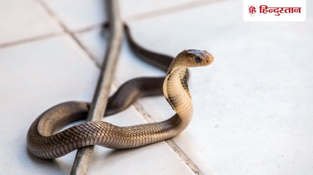 पेट जहरीले सांप को हाथ से खिलाया खाना, हुआ कुछ ऐसा कि कटवाना पड़ा...