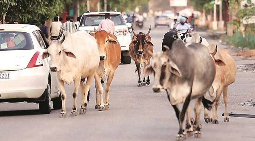 Stray Cattle AI Tracking: ગાયના 'નાક' થી પકડાશે રખડતા ઢોરના માલિકો: અમદાવાદમાં સીસીટીવી અને એઆઈની મદદથી તૈયાર થશે યુનિક બાયોમેટ્રિક આઈડી, જાણો સ્માર્ટ શહેરનો આધુનિક પ્લાન - Stray Cattle Ai...