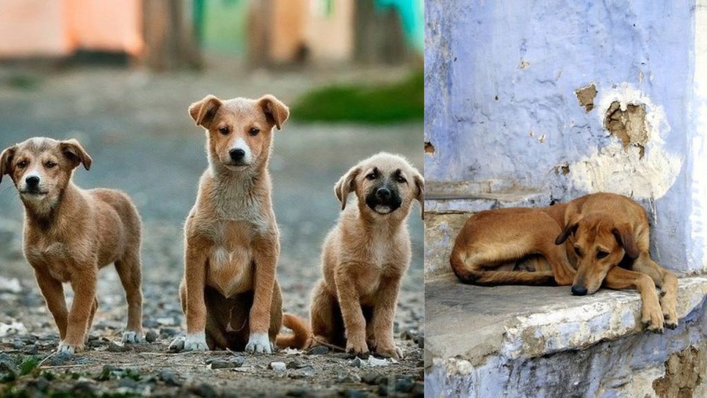 तेलंगाना में 300 मासूम कुत्तों की निर्मम हत्या का मामला आया सामने, सरपंच पर लगे ये गंभीर आरोप | Mass stray dogs killing in Telangana found dead in Jagtial Sarpanch booked under animal cruelty law...