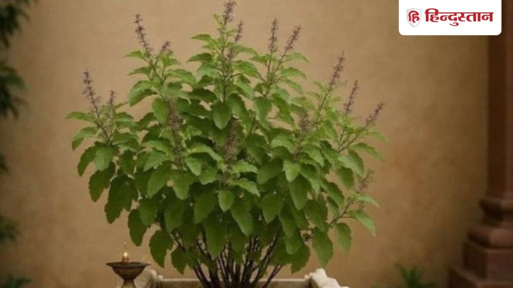 Magh Mash 2026: माघ के महीने में तुलसी के पौधे पर ना चढ़ाएं ये चीजें, घर में आती है...