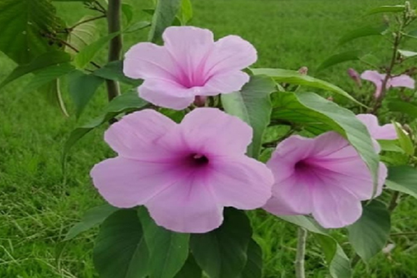 ઘરમાં આ ત્રણ છોડ જરૂર લગાવો, તમને ત્વચા અને પેટ સંબંધિત બીમારીઓથી મળશે રાહત. घर में जरूर लगाए ये तीन पौधे, त्वचा और पेट संबंधी रोगों से मिलेगा छुटकारा