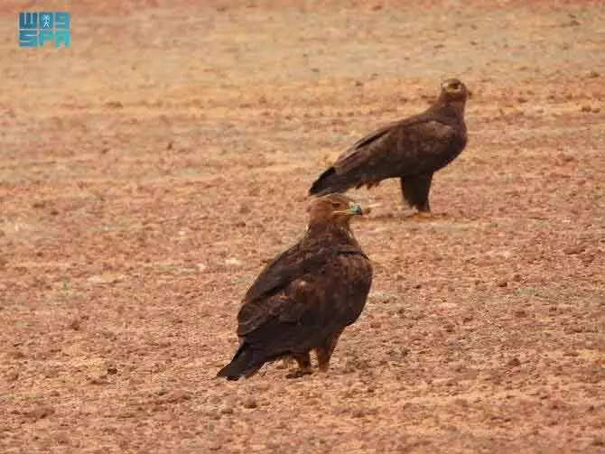 સાઉદી રિઝર્વમાં શિકારના 2,850 થી વધુ દુર્લભ પક્ષીઓનો રેકોર્ડ Saudi रिज़र्व में 2,850 से ज़्यादा दुर्लभ शिकारी पक्षियों का रिकॉर्ड